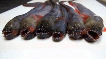 개소겡