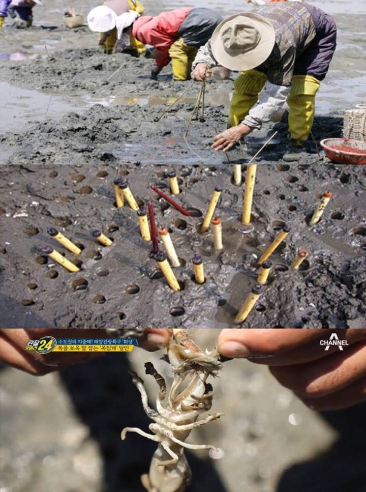 갯가재
