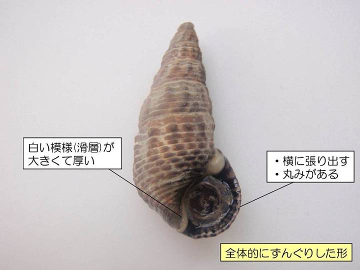 갯고둥