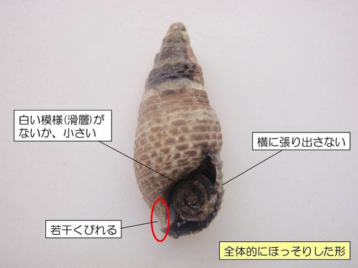 갯고둥