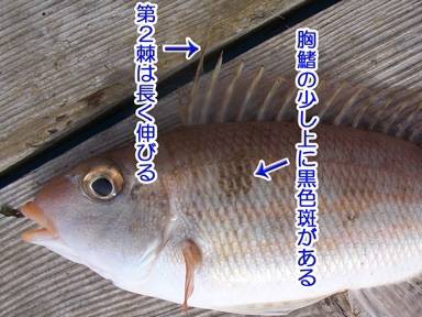 갈돔
