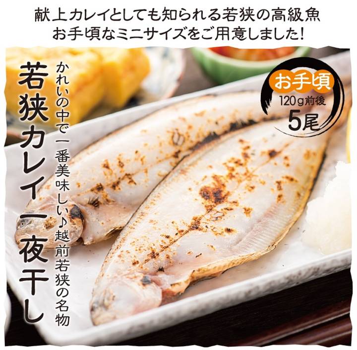 갈가자미