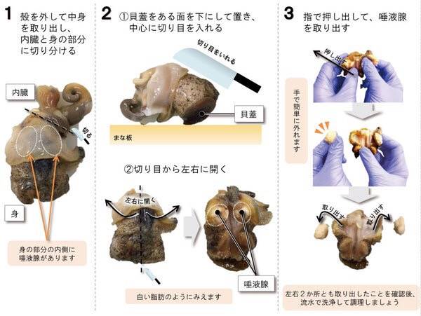갈색띠매물고둥