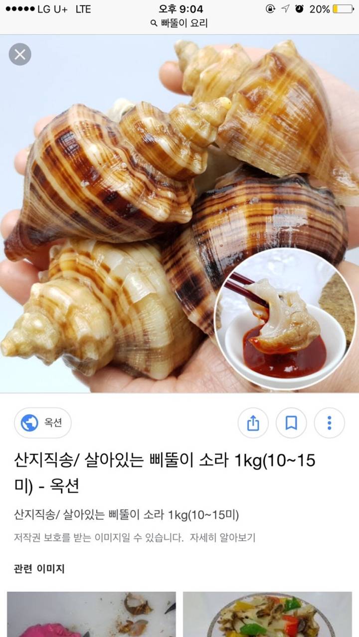 갈색띠매물고둥