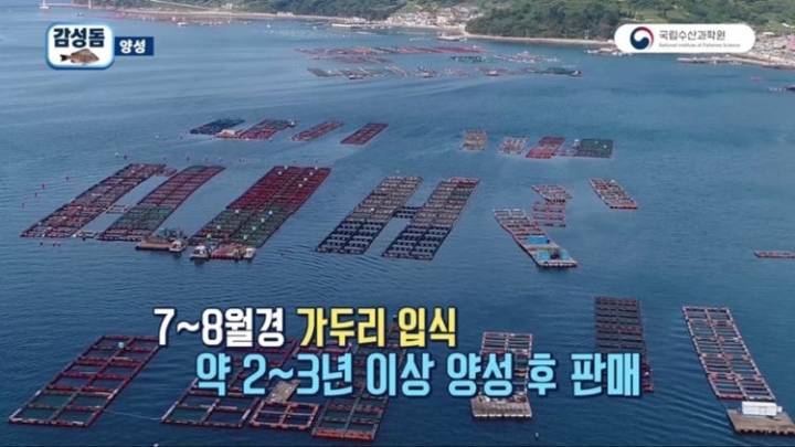 감성돔