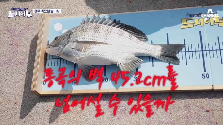감성돔