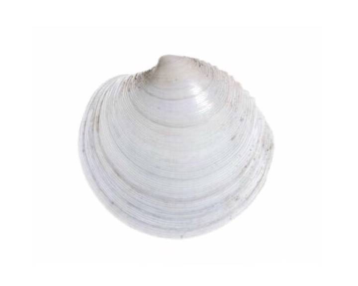 가무락조개