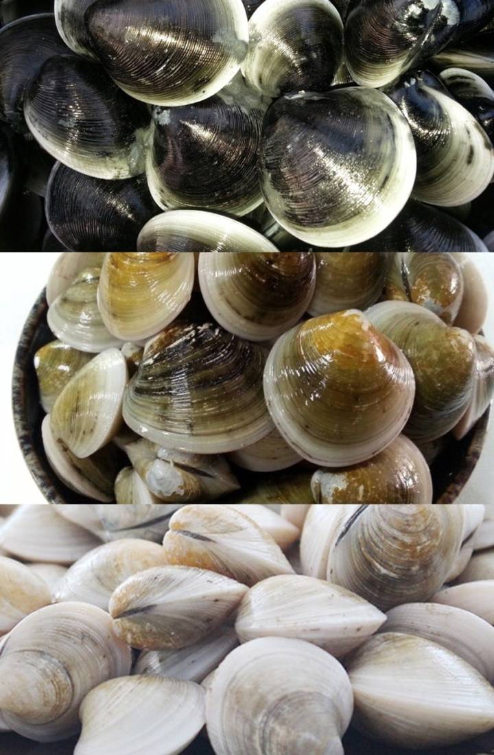가무락조개