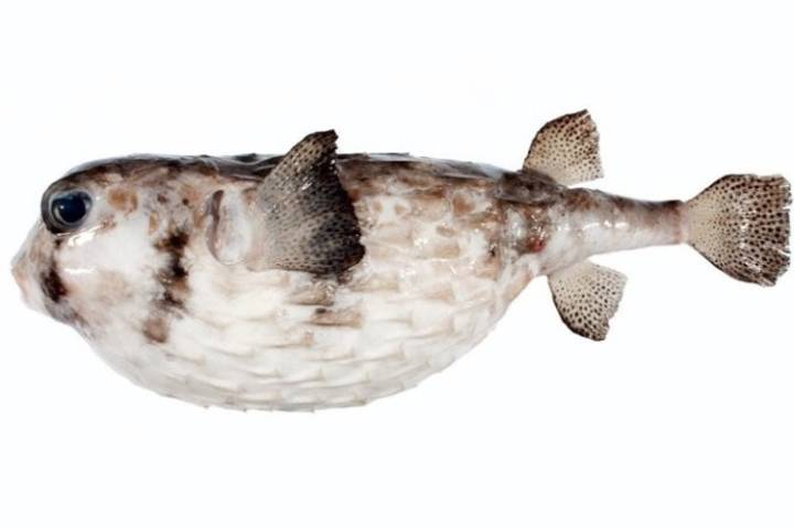 강담복