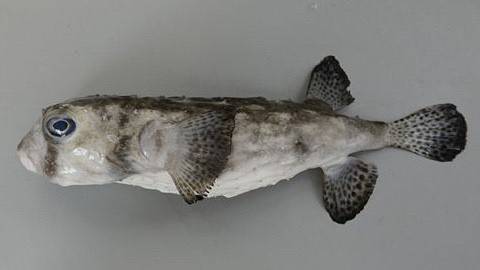 강담복
