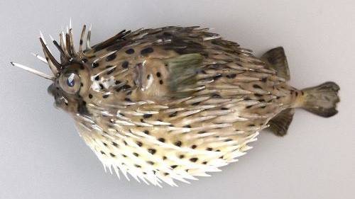 강담복