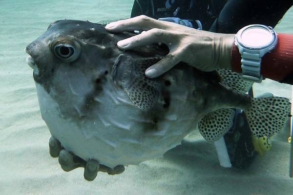 강담복