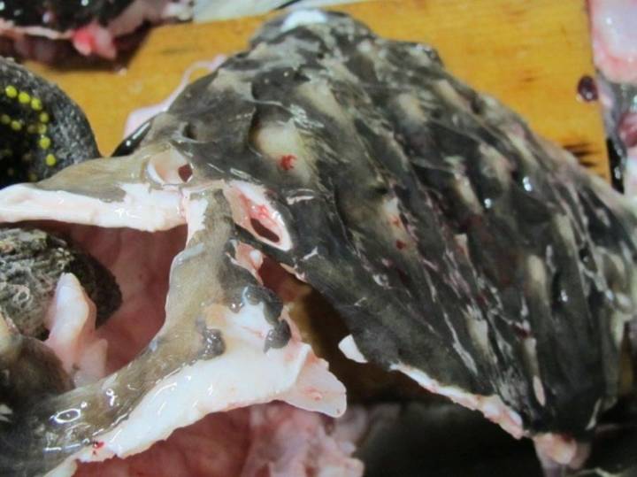 강담복