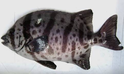 강담돔