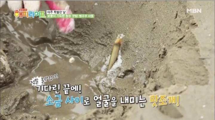 가리맛조개