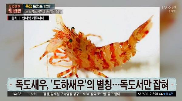 가시배새우