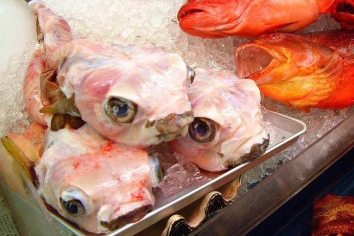 가시복