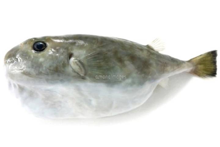 거북복