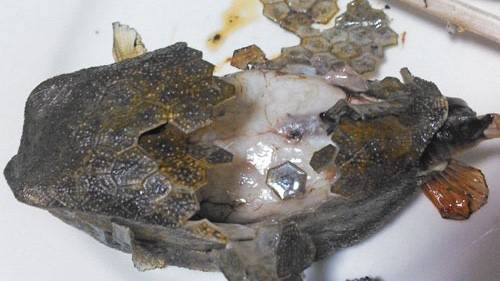 거북복
