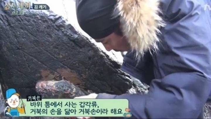 거북손
