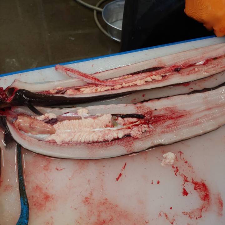 검붕장어