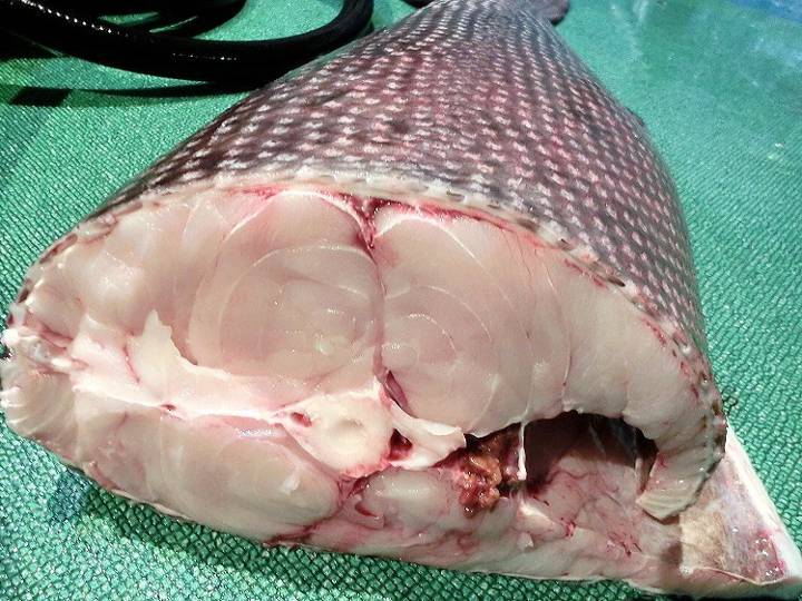 기름갈치꼬치