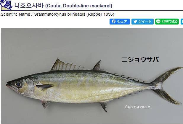 참고등어