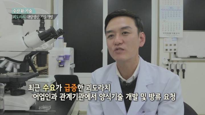 괴도라치