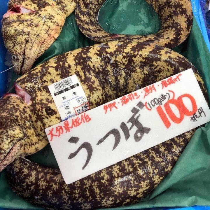 곰치