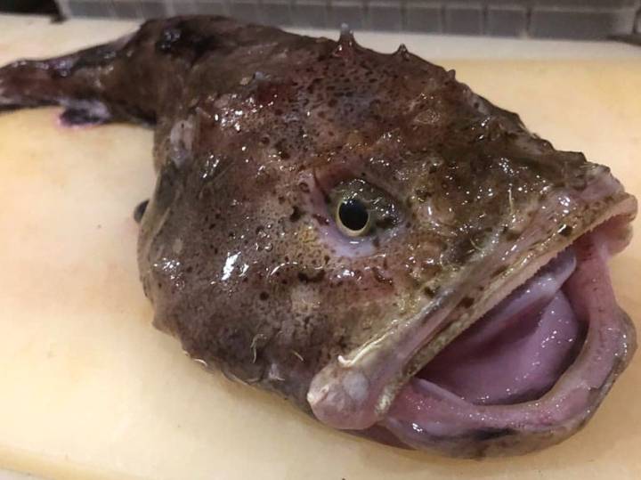 고무꺽정이
