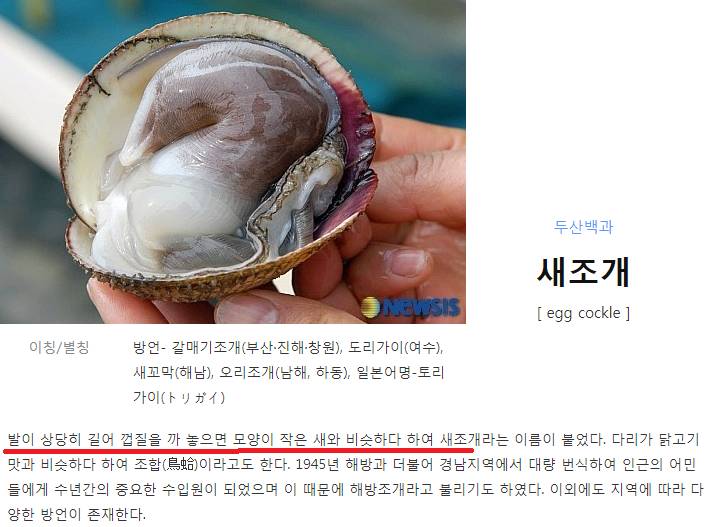 굵은이랑새조개