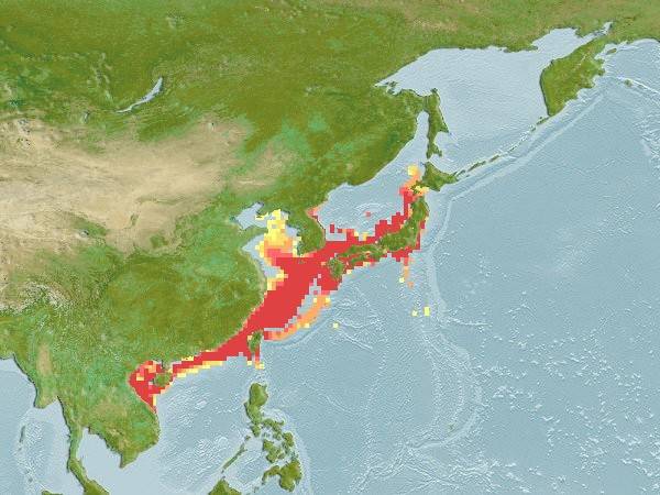 광동홍어