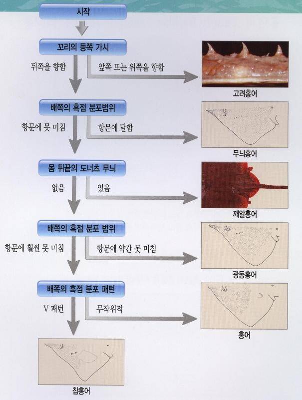 광동홍어