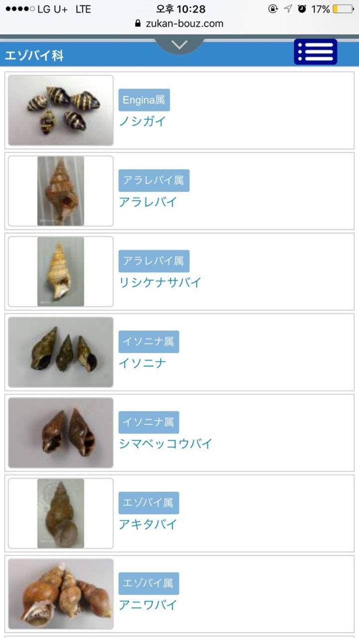 관절매물고둥