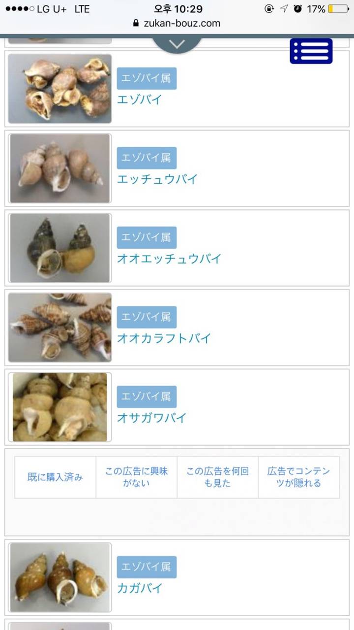 관절매물고둥