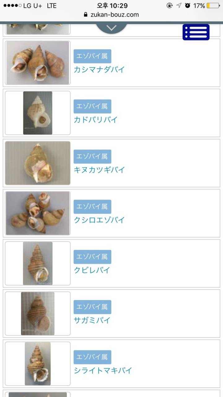 관절매물고둥