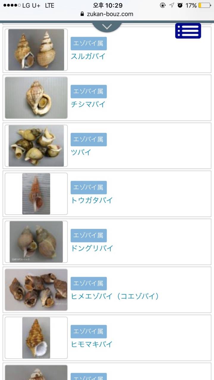 관절매물고둥