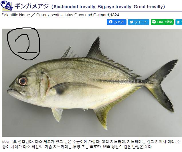 흑점줄전갱이