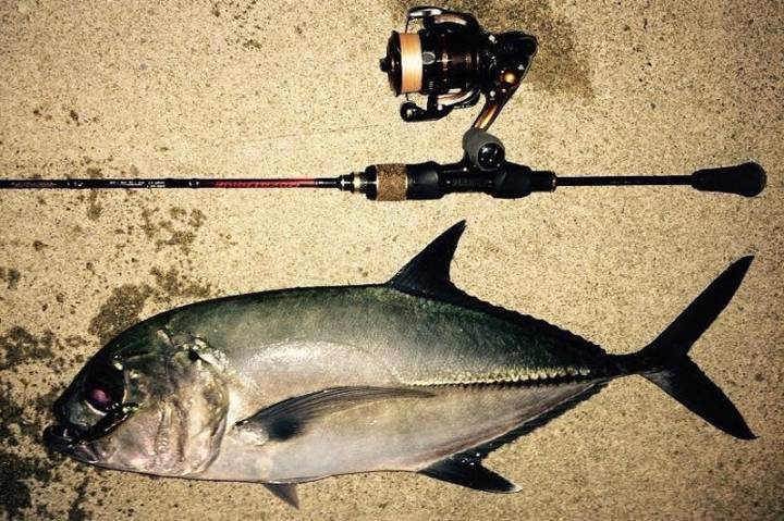 흑점줄전갱이
