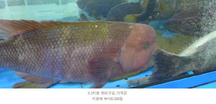 혹돔
