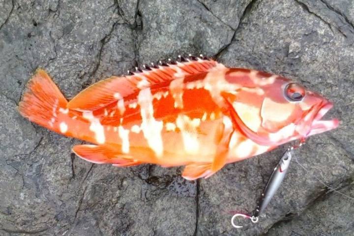홍바리