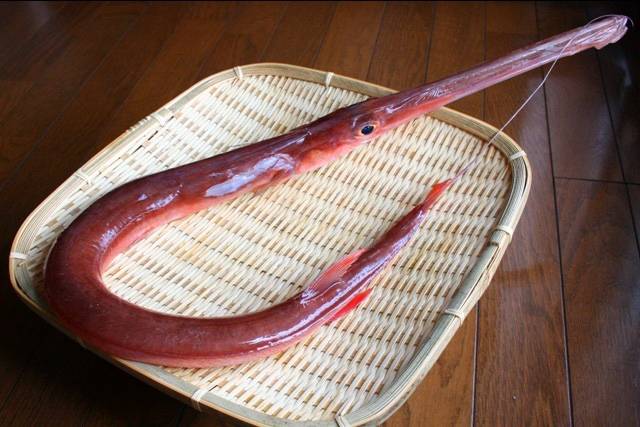 홍대치