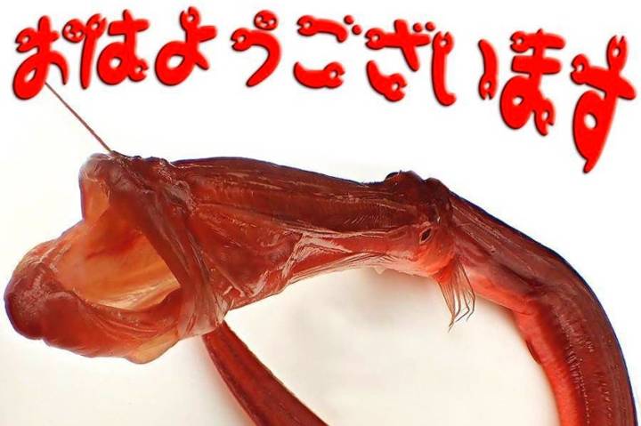 홍대치
