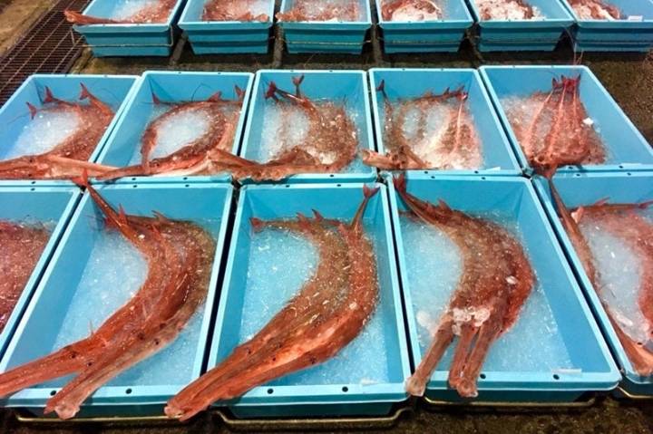 홍대치