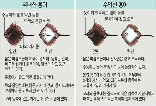 홍어