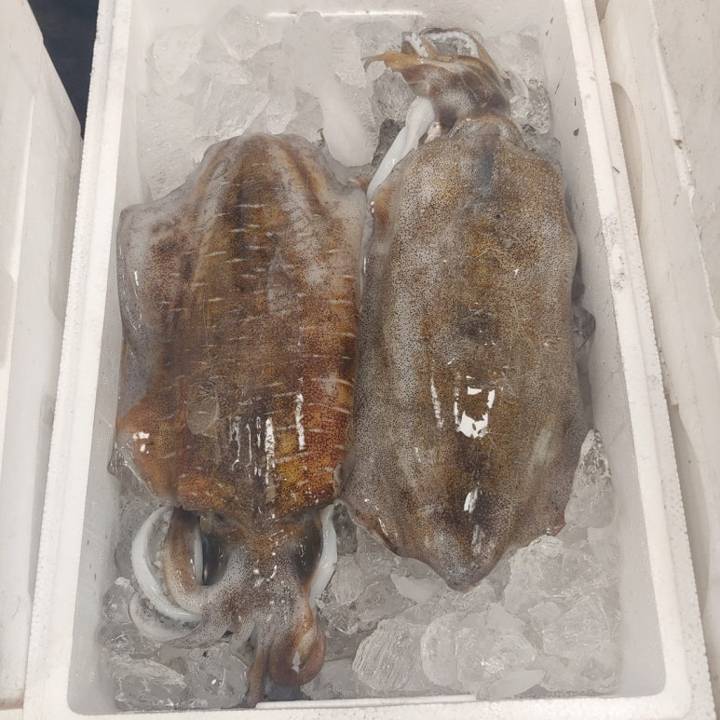 흰꼴뚜기