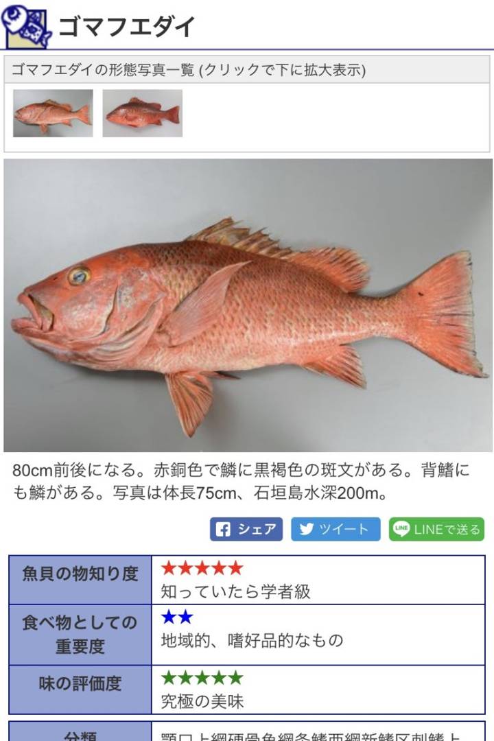 황적퉁돔