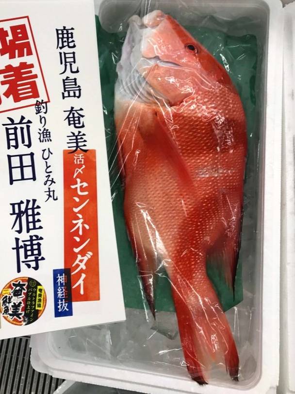황적퉁돔