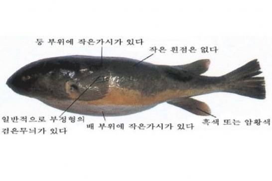 황점복