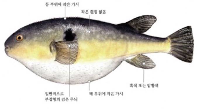 황점복